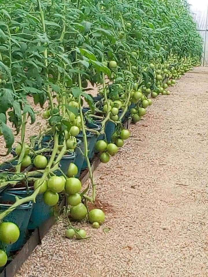 Vine Tomatoes Growing