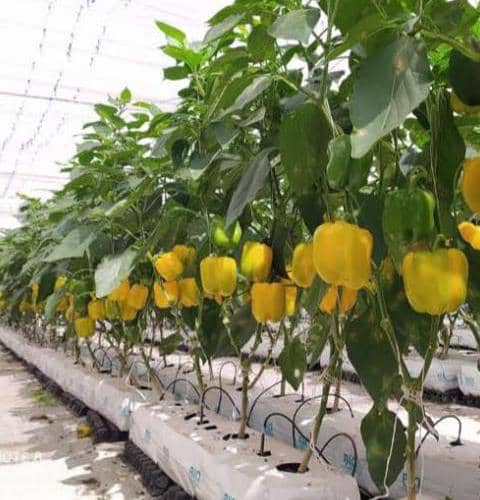 Yellow Bell Peppers with Drip Lines