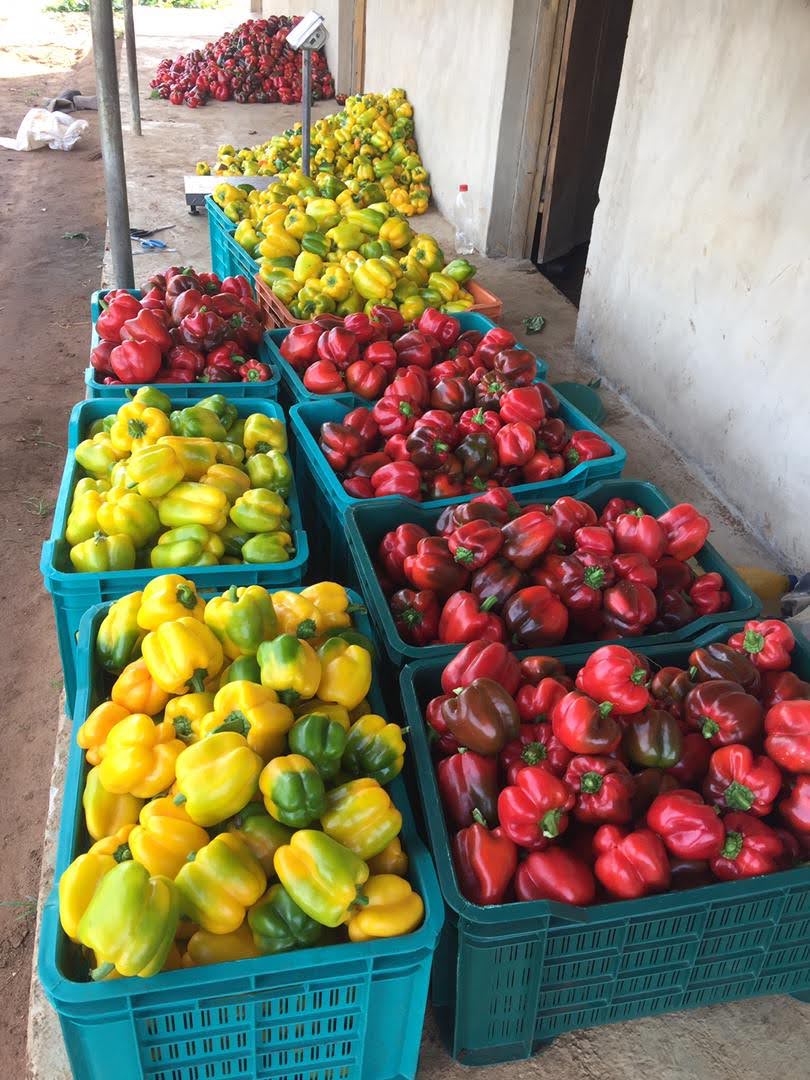 Harvested Bell Peppers in Crates