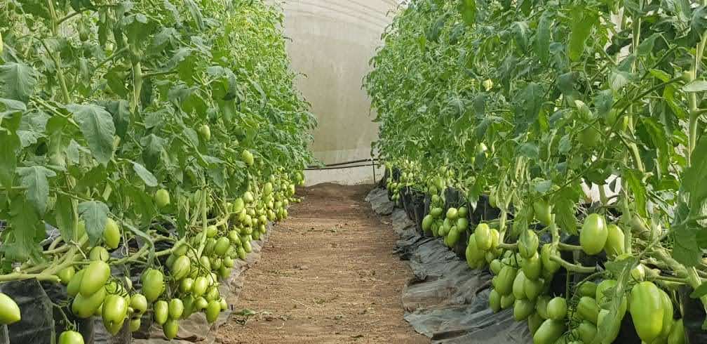 Tomatoes growing in grow bags