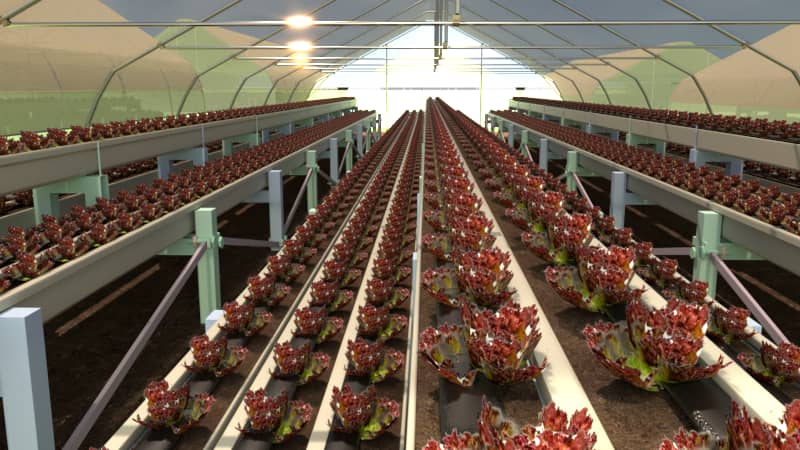 3D Lettuce NFT Gutter Render