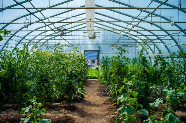 Vera Agritech Greenhouse