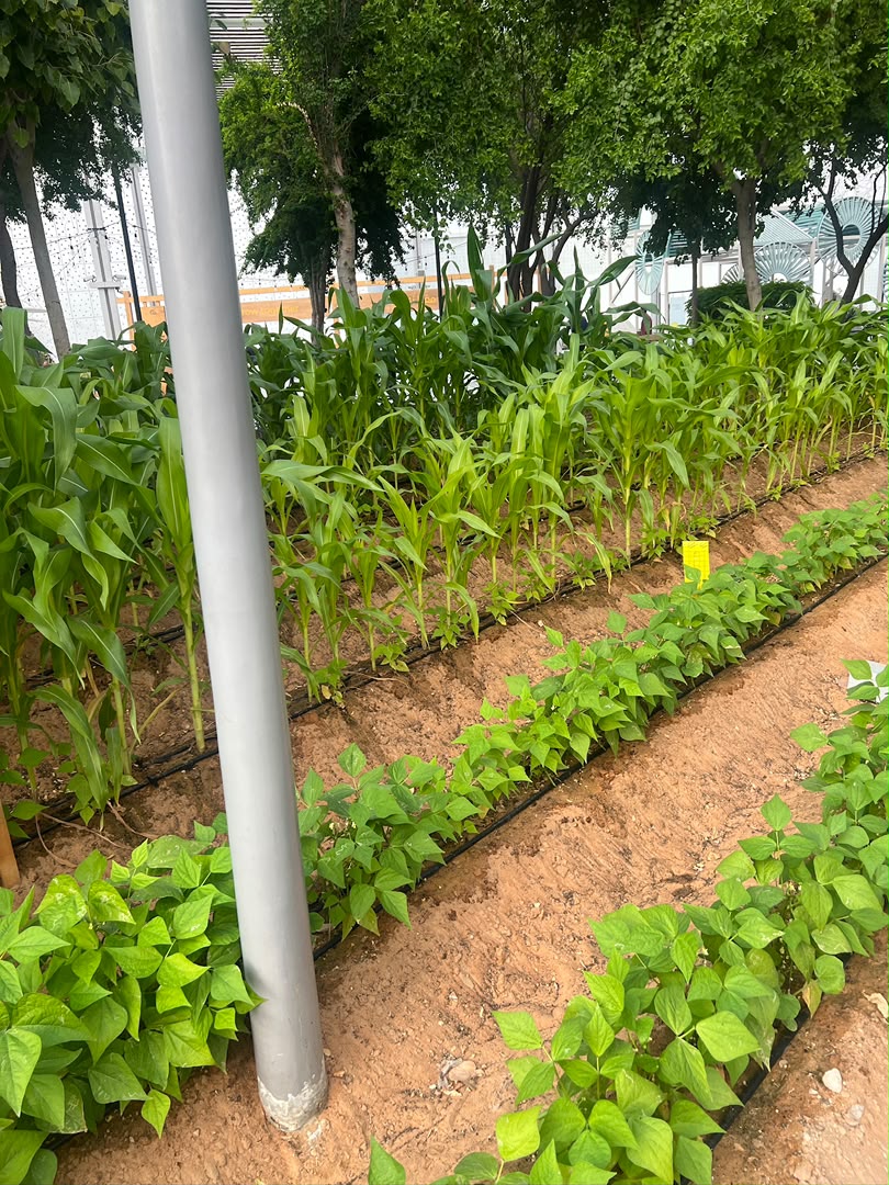 Tomato Cluster Farming